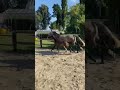 Show jumping horse Merrieveulen Monator vd Radstake x Berlin x Quattro