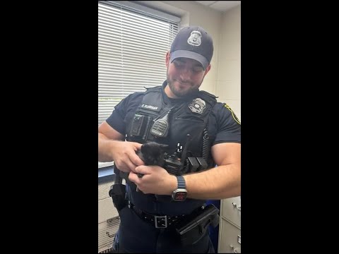 Police officer adopts kitten he rescued on roadway