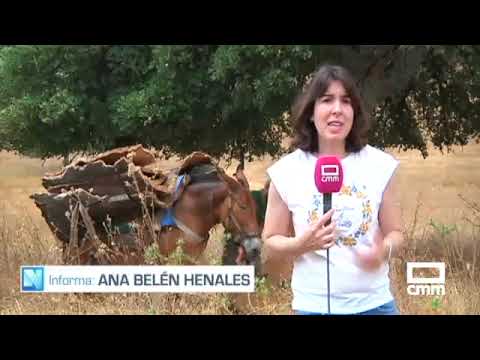 Recogida de corcho con la ayuda de las mulas en el Valle de Alcudia
