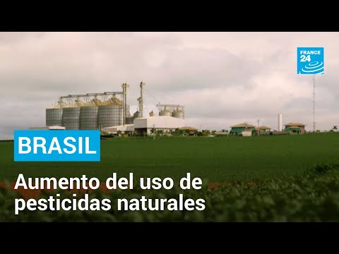 Brasil: la llegada de los pesticidas naturales a un país de fertilizantes químicos • FRANCE 24