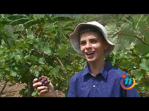 Conoce a este joven viñedo: Es un apasionado a la agricultura de solo 13 años