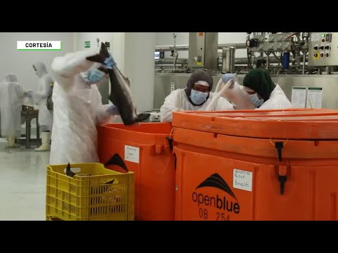 Dos frigoríficos exportarán carne a China - Teleantioquia Noticias