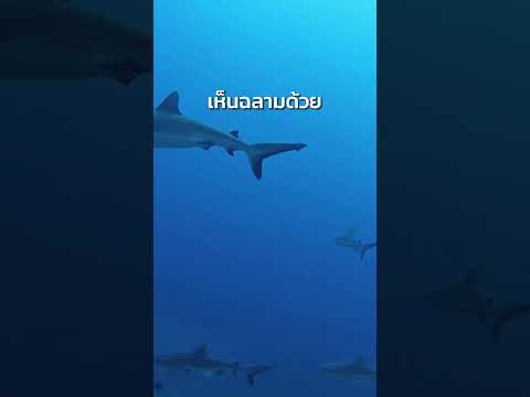 โคโมโดสวรรค์ของนักดำน้ำที่คุ