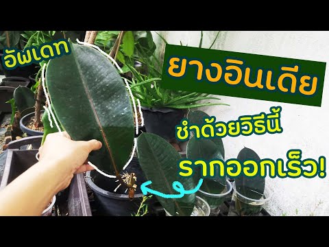 หลังชำใบต้นยางอินเดียรากออกเ