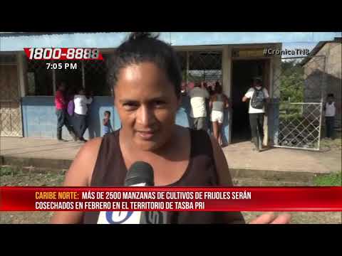 Productores de frijoles optimistas con la cosecha en el Caribe Norte - Nicaragua