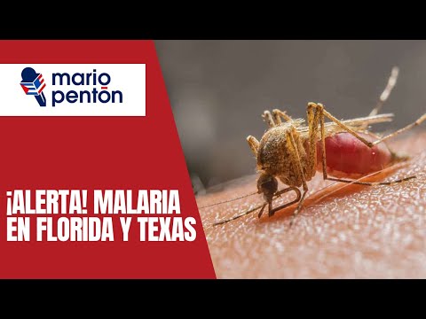 Alerta: la malaria llega a Florida y otras zonas de EEUU nuevamente