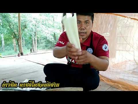 ตำกาบกล้วยใส่มดแดงส้มสไตล์คนอี ตำกาบกล้วยใส่มดแดงส้มสไตล์คนอี
