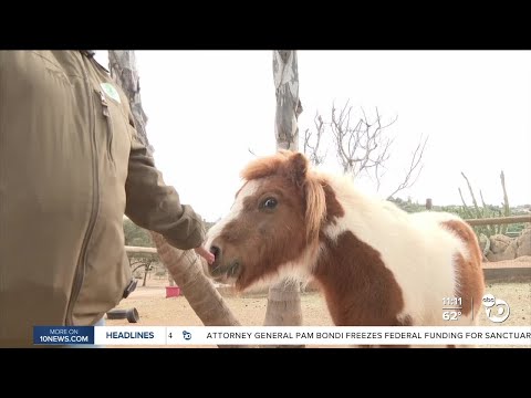 San Diego Animal Sanctuary and Farm fights to keep gates open