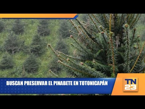 Buscan preservar el pinabete en Totonicapán