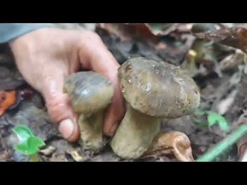 เห็ดผึ้ง!!เห็ดตับเต่า!!ดอกงามๆ