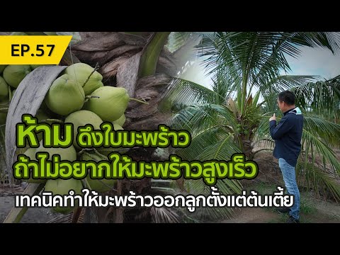 ห้ามดึงใบมะพร้าว-ถ้าไม่อยากให้ ห้ามดึงใบมะพร้าว-ถ้าไม่อยากให้