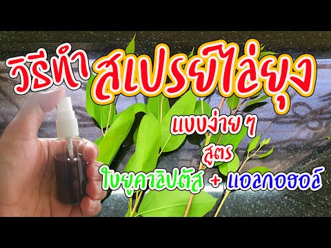 วิธีทำ-สเปรย์ไล่ยุง-ใบยูคาลิปต วิธีทำ-สเปรย์ไล่ยุง-ใบยูคาลิปต