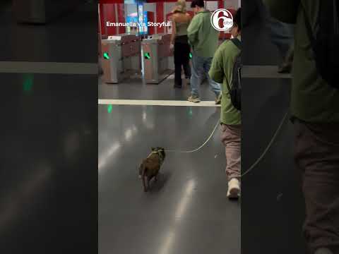 Little pig on a leash spotted in Barcelona metro