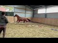 Dressage horse Getalenteerde 2,5 jarige dressuurruin te koop