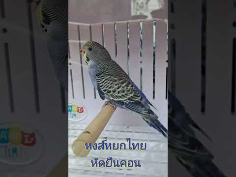 หงส์หยกไทยทาสherobudgieเบบี