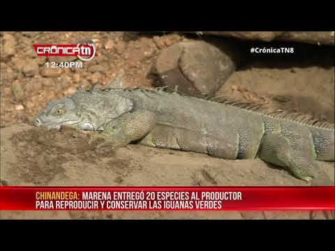 MARENA inaugura el octavo zoocriadero en Chinandega - Nicaragua