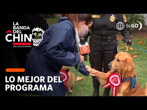 La Banda del Chino: La Unidad Canina de la Policía Nacional del Perú presentó a su bridaga (HOY)