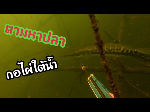 ตามล่าปลาหมายกอไผ่ใต้น้ำ ตามล่าปลาหมายกอไผ่ใต้น้ำ