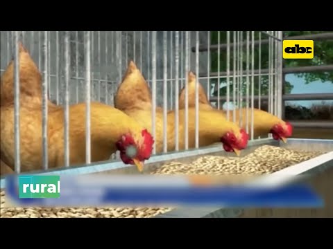 Confirman nuevo caso de gripe aviar en Brasil
