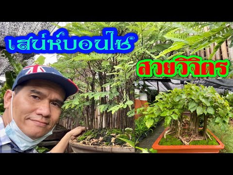 เสน่ห์บอนไซ-สวยวิจิตร เสน่ห์บอนไซ-สวยวิจิตร