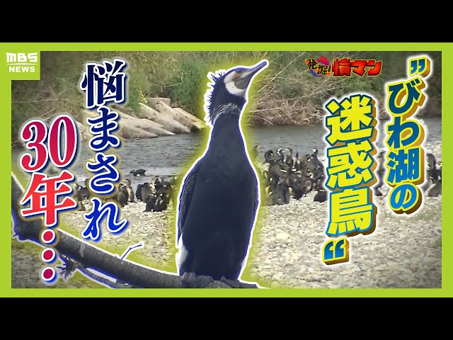Image of Lake Biwa Residents Battle Bird Droppings