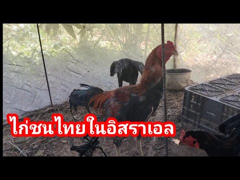 พามาชมไก่ชนไทยในอิสราเอลครับ