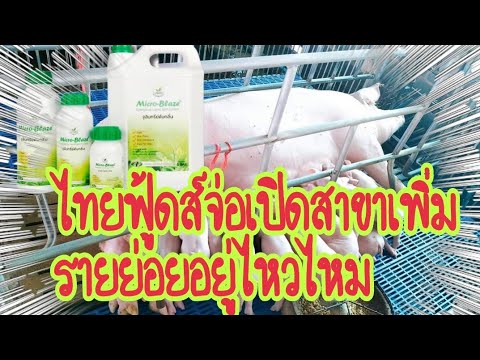 ธนสารฟาร์ม เกษตรกรยุคใหม่ ยักษ์ใหญ่หมูจ่อเปิดสาขาเพิ่ม...รายย่อยอย่างเราจะอยู่รอดไหมธน