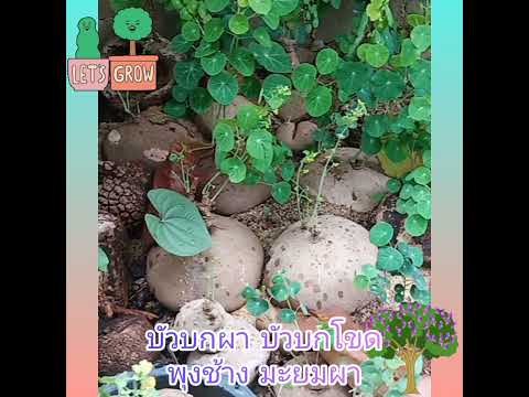บัวบกผา-บัวบกโขด-บอระเพ็ดพุงช้ บัวบกผา-บัวบกโขด-บอระเพ็ดพุงช้