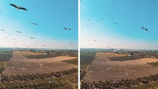 لقطات مذهلة لطائرة دون طيار تحلق وسط سرب من طيور اللقلق