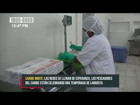 ¡Celebración en el Caribe Norte! pescadores disfrutan una temporada de langosta llena de esperanza