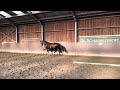 Dressuurpaard Interessante Elite Sport merrie uit 2013
