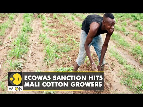 Malian farmers struggle to export 'White Gold' | Cotton Farmers | World News |English News | WION |