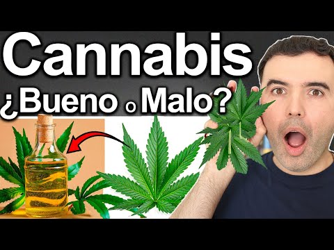 CANNABIS BUENO O MALO? - La Cruda Verdad Marijuana o Marihuana Para Qué Sirve? - Beneficios o No