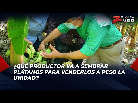 Carlos Fernández: ¿Qué productor va a sembrar plátanos para venderlos a peso la unidad