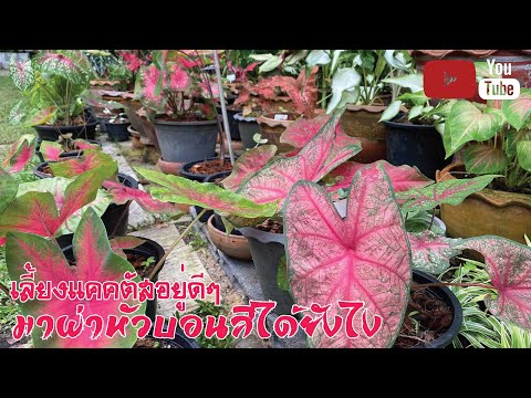 🌵เลี้ยงแคคตัสอยู่ดีๆ-มาผ่าหัวบ 🌵เลี้ยงแคคตัสอยู่ดีๆ-มาผ่าหัวบ