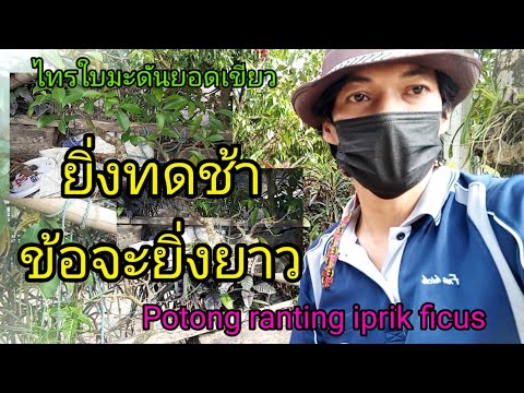 ทดกิ่งไทรใบมะดันpotong-ranting ทดกิ่งไทรใบมะดันpotong-ranting