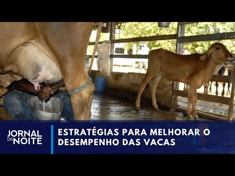 Estiagem afeta a produção de leite em Goiás