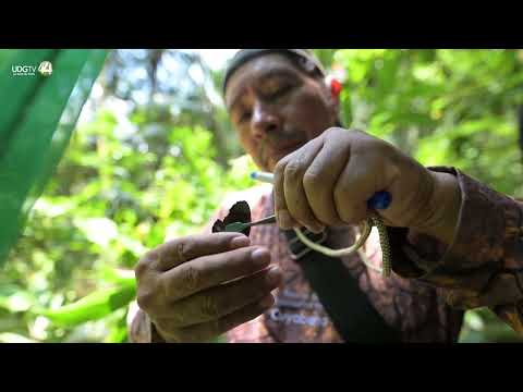 Mariposas, joyas aladas que permiten medir el cambio climático en Ecuador