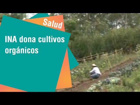Finca del INA dona cultivos orgánicos a banco de alimentos | Salud