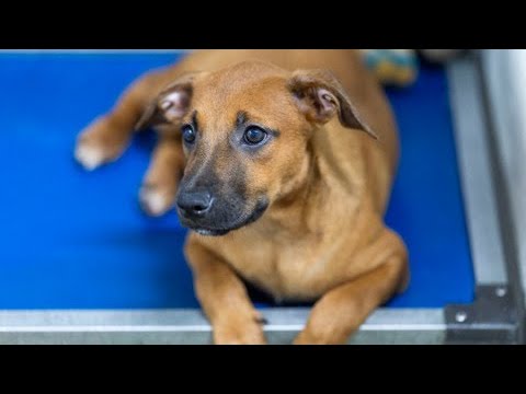 Buscan hogares transitorios para mascotas en adopción