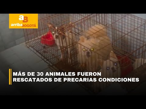 Un criadero clandestino fue desmantelado en Engativá en un caso de maltrato animal | CityTv