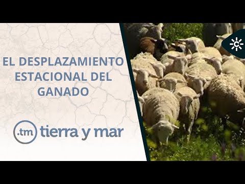 Tierra y mar | Pastores mantienen viva la trashumancia en Sierra de Segura, Jaén