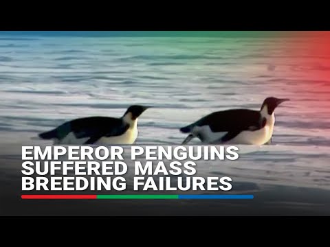 Penguins suffered mass breeding failures amid record low sea ice | ABS CBN News