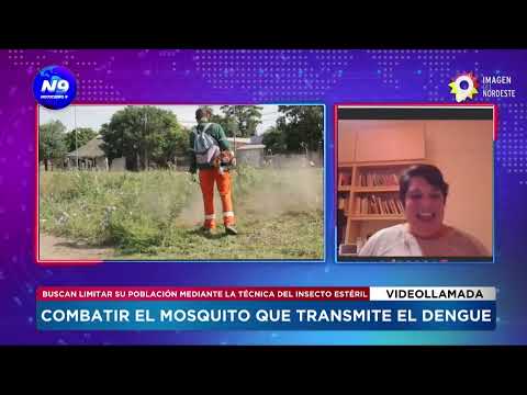 COMBATIR EL MOSQUITO QUE TRANSMITE EL DENGUE - NOTICIERO 9