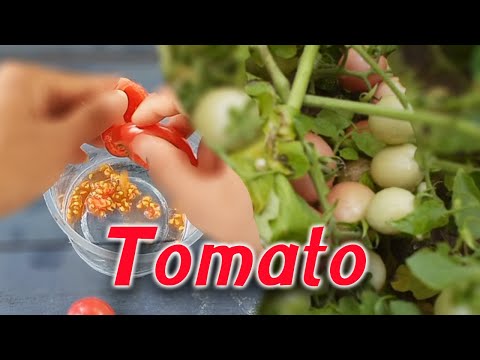 How-to-grow-Tomatoes-|เพาะมะเข