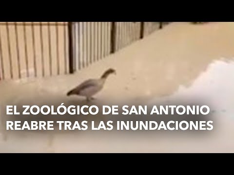 El zoológico de San Antonio reabre tras la inundaciones