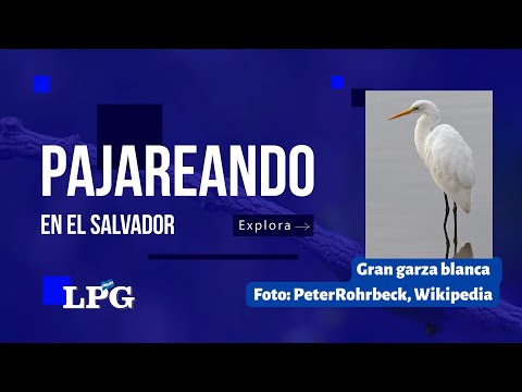 El Niño y la Garza: el ave que visita a El Salvador