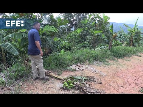 Agricultores hacen malabares para rescatar sus fincas tras paso de Ernesto en Puerto Rico