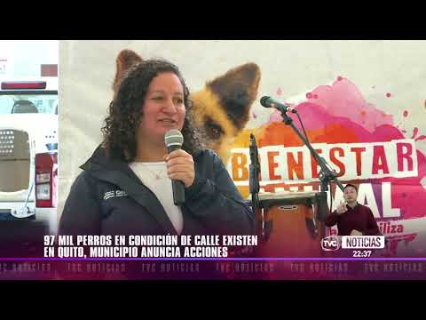 97 mil perros en condición de calle en Quito
