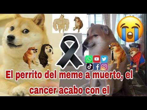 Última Hora: Muere Cheems, el internet esta de luto, murió el perrito Cheems, el perrito del meme